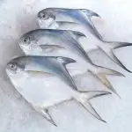 Three pomfret fish on ice.